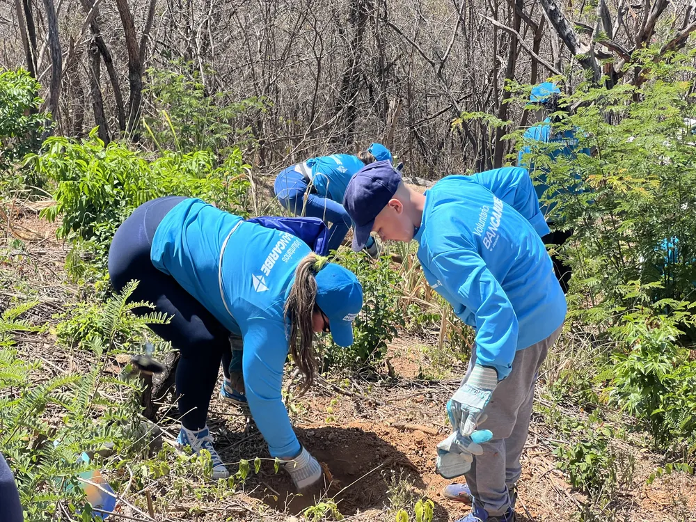 Bancaribe - siembra de árboles
