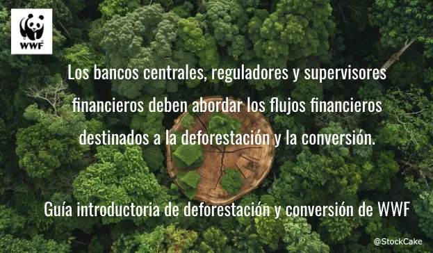 Guía WWF deforestación sector financiero
